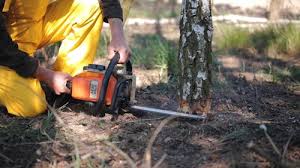 Why Choose Our Tree Removal Services in Monroe, LA?